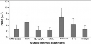 Average PCSA of GMax attachments. (n = six cadavers, 11 sides). Error bars indicate standard deviation. GMe fascia = Gluteus medius, TLF/ESA = TLF/Erector spinae aponeurosis, ESA), LDSIL = Long dorsal sacroiliac ligament, STL = Sacrotuberous ligament).