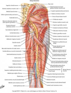 Netter lower limb anatomy