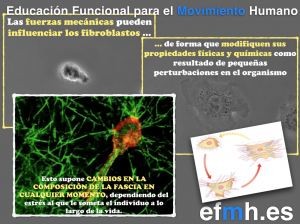 Fibroblastos_miofibroblastos_capacidad_contractil_fascia