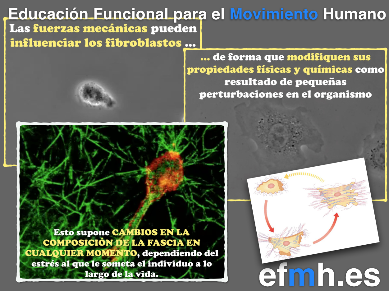Fibroblastos_miofibroblastos_capacidad_contractil_fascia